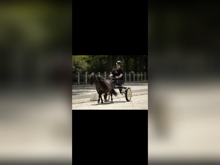 Mini Shetland Pony Gelding 6 years 8,2 hh Black in Aalten