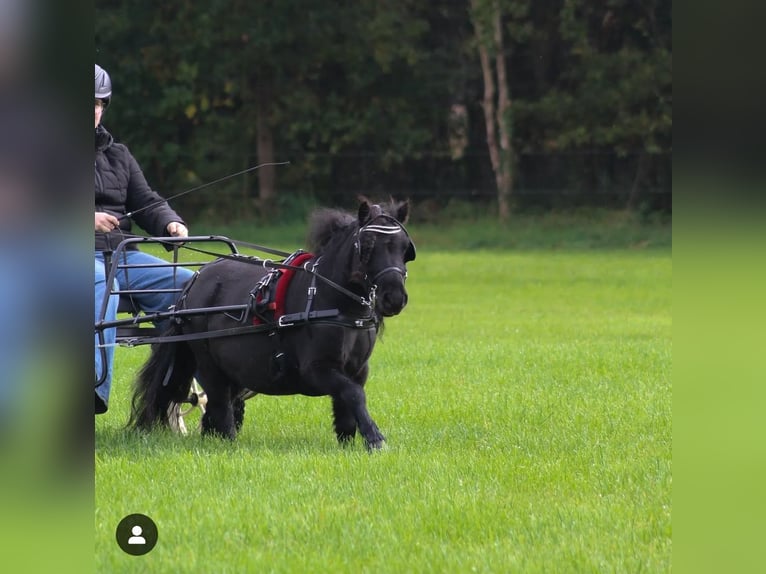 Mini Shetland Pony Gelding 6 years 8,2 hh Black in Aalten