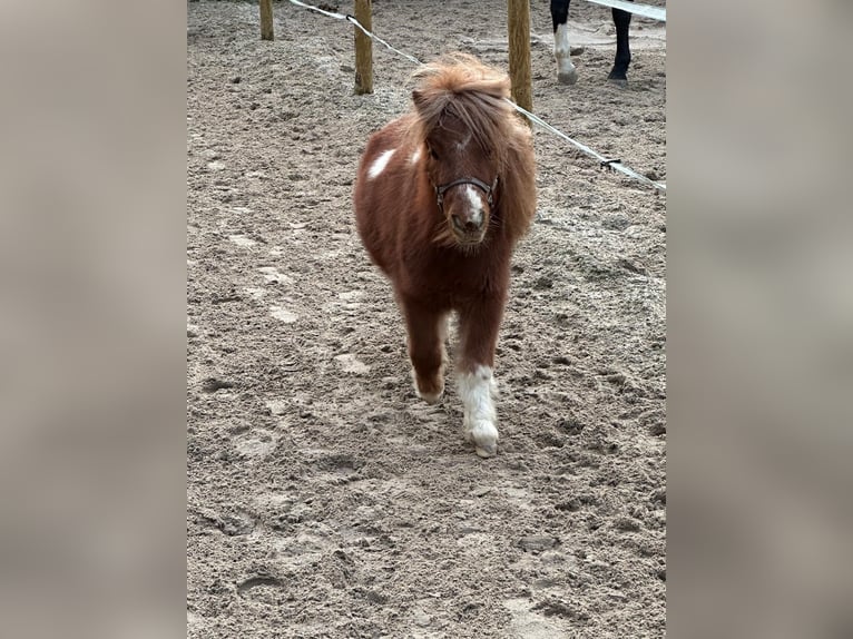 Mini Shetland Pony Gelding 6 years 8,3 hh Pinto in Heidesheim am Rhein