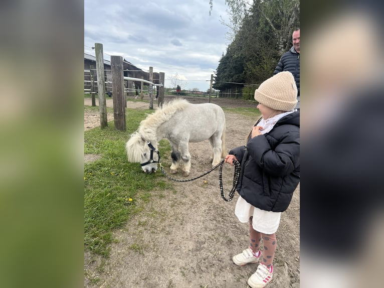 Mini Shetland Pony Gelding 7 years 7,3 hh Gray-Dapple in Oberkrämer