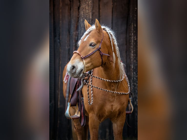 Mini Shetland Pony Gelding 8 years 8.1 hh Dun in Mücheln (Geiseltal)