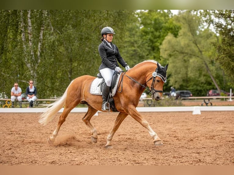 Mini Shetland Pony Gelding 8 years 8,1 hh Dun in Mücheln (Geiseltal)