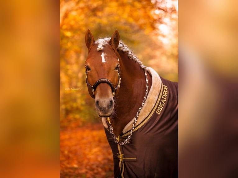 Mini Shetland Pony Gelding 8 years 8,1 hh Dun in Mücheln (Geiseltal)