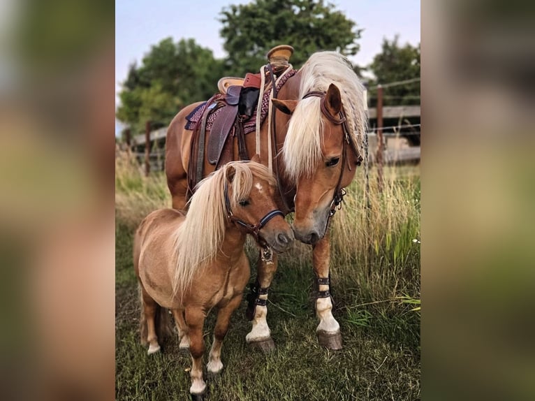 Mini Shetland Pony Gelding 8 years 8,1 hh Dun in Mücheln (Geiseltal)