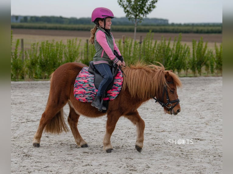 Mini Shetland Pony Gelding 8 years 9,1 hh in Gallzein