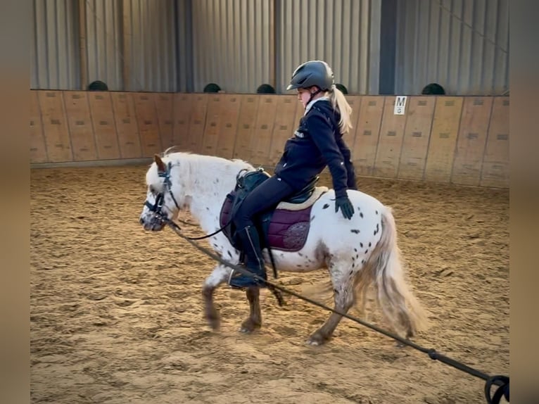 Mini Shetland Pony Gelding 8 years 9,1 hh Leopard-Piebald in Neustadt (Wied)