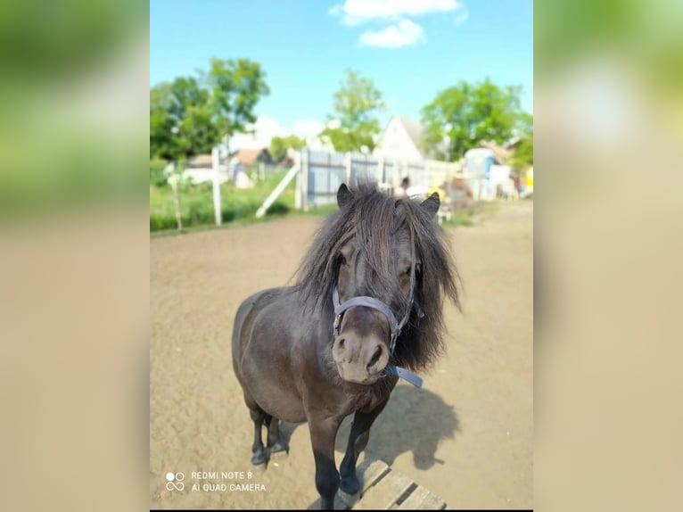 Mini Shetland Pony Gelding 9 years 7,2 hh Black in Nagyhalász