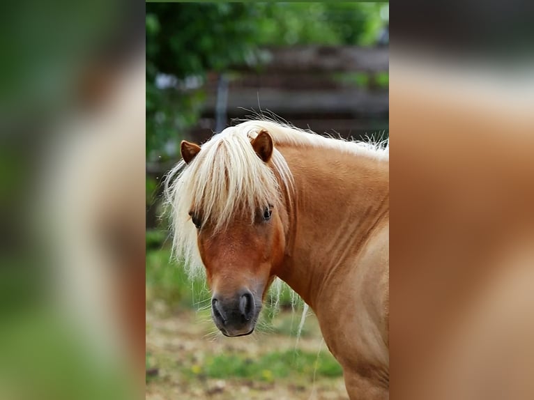 Mini Shetland Pony Gelding 9 years 8.1 hh Dun in Mücheln (Geiseltal)