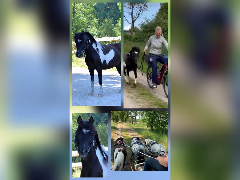 Mini Shetland Pony Gelding 9 years 8,3 hh Pinto in Stockach