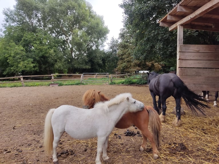 Mini Shetland Pony Gelding 9 years 9 hh Chestnut-Red in Bad Gandersheim