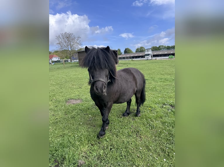 Mini Shetland Pony Hengst 10 Jaar 80 cm Zwartbruin in Preetz