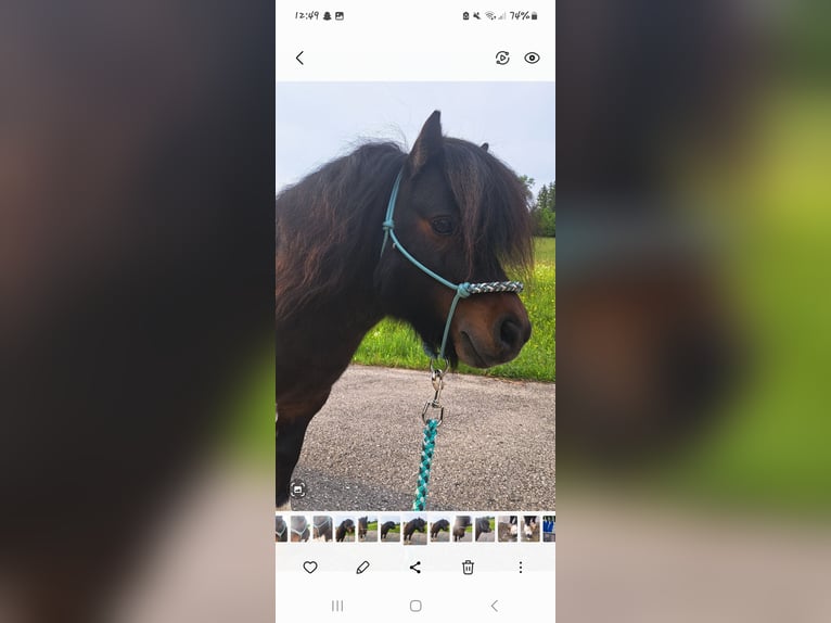 Mini Shetland Pony Hengst 10 Jahre 80 cm Schecke in Seitenstetten