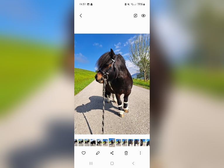 Mini Shetland Pony Hengst 11 Jaar 80 cm Gevlekt-paard in Seitenstetten