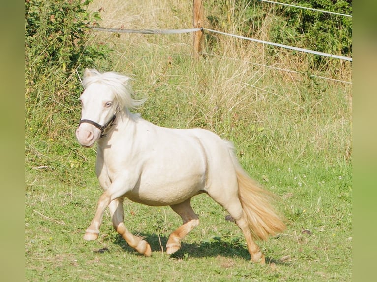 Mini Shetland Pony Hengst 11 Jahre 78 cm Cremello in Winkel