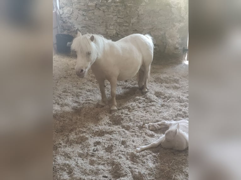 Mini Shetland Pony Hengst 11 Jahre 78 cm Cremello in Winkel