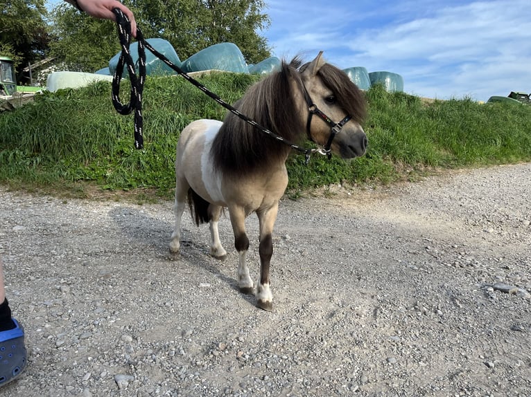 Mini Shetland Pony Hengst 11 Jahre 83 cm Falbe in Peiting