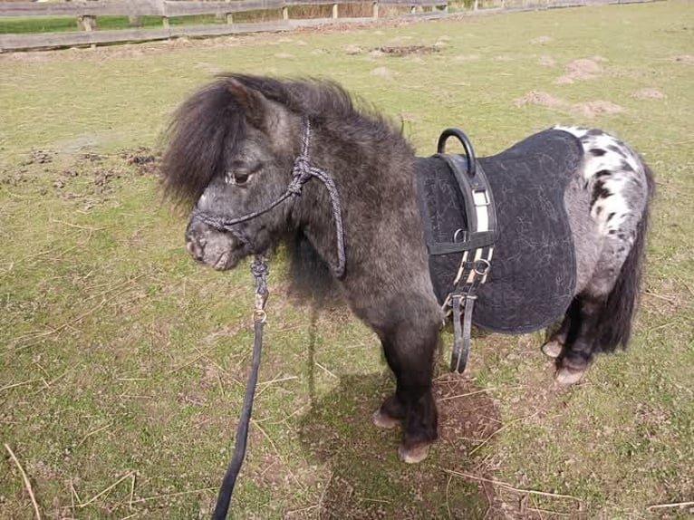 Mini Shetland Pony Hengst 11 Jahre 86 cm Tigerschecke in Behrenhoff