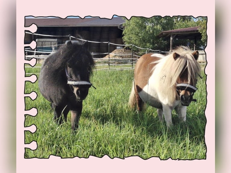 Mini Shetland Pony Hengst 11 Jahre in Pulverdingen Mini Shetland Pony Hengst 11 Jahre in Pulverdingen