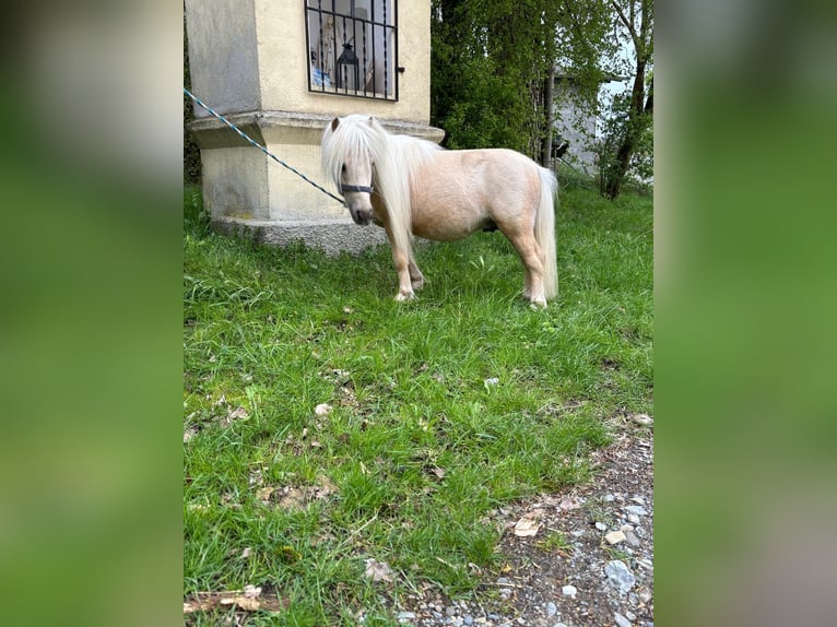 Mini Shetland Pony Hengst 11 Jahre Palomino in Eberhardzell