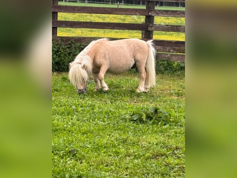 Mini Shetland Pony Hengst 11 Jahre Palomino in Eberhardzell