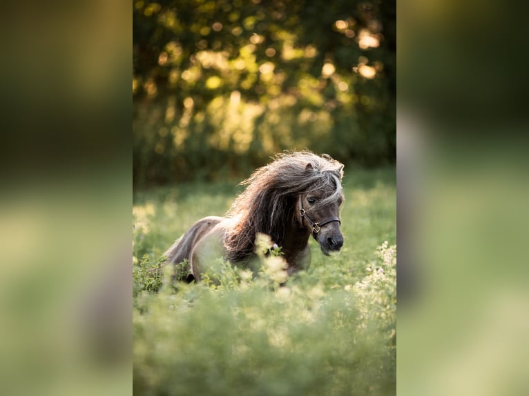 Mini Shetland Pony Hengst 12 Jaar 77 cm Donkere-vos in Dietfurt an der Altmühl