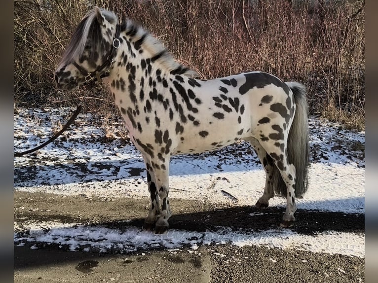Mini Shetland Pony Hengst 12 Jaar 83 cm Appaloosa in Schemmerhofen