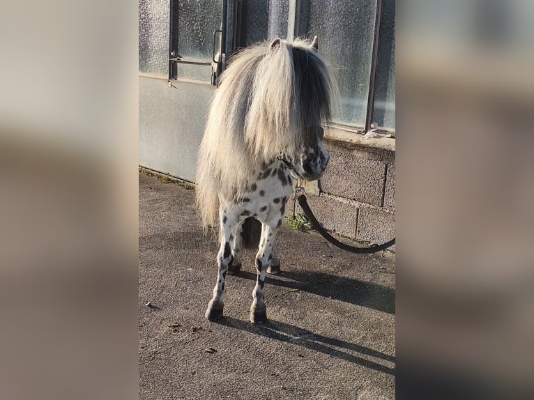 Mini Shetland Pony Hengst 12 Jaar 83 cm Appaloosa in Schemmerhofen