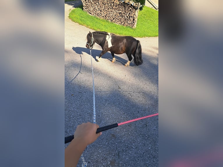 Mini Shetland Pony Hengst 12 Jaar 83 cm Gevlekt-paard in Seitenstetten
