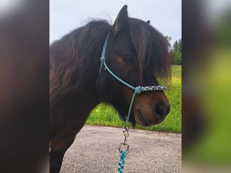 Mini Shetland Pony Hengst 12 Jaar 83 cm Gevlekt-paard in Seitenstetten