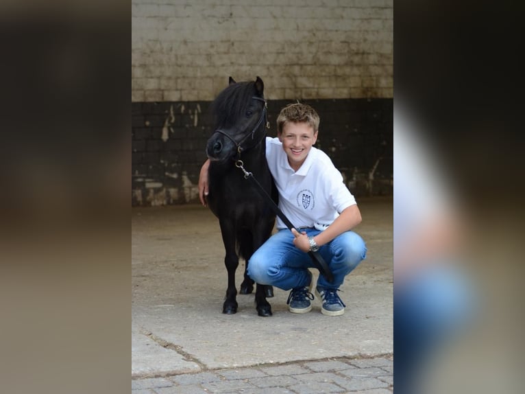 Mini Shetland Pony Hengst 12 Jaar 86 cm in Pulheim
