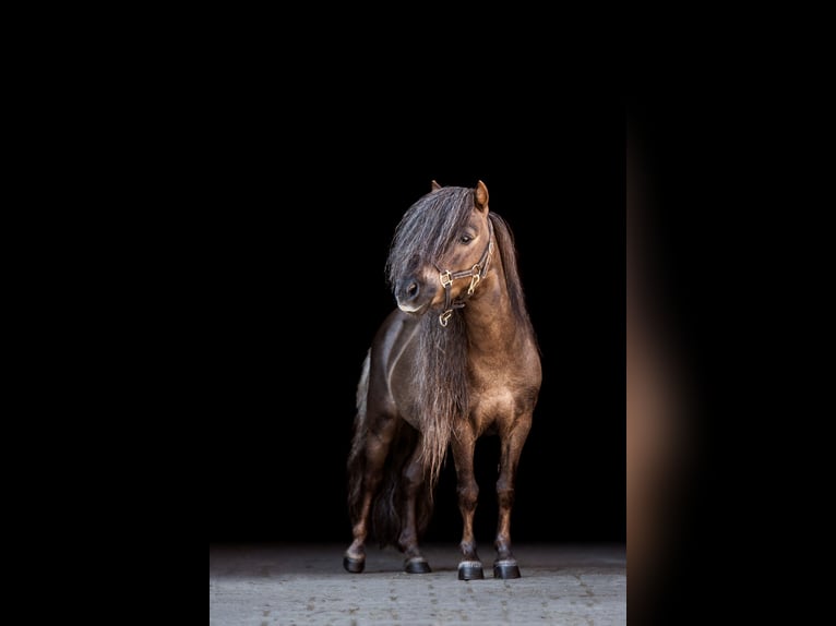 Mini Shetland Pony Hengst 12 Jahre 77 cm Dunkelfuchs in Dietfurt an der Altmühl