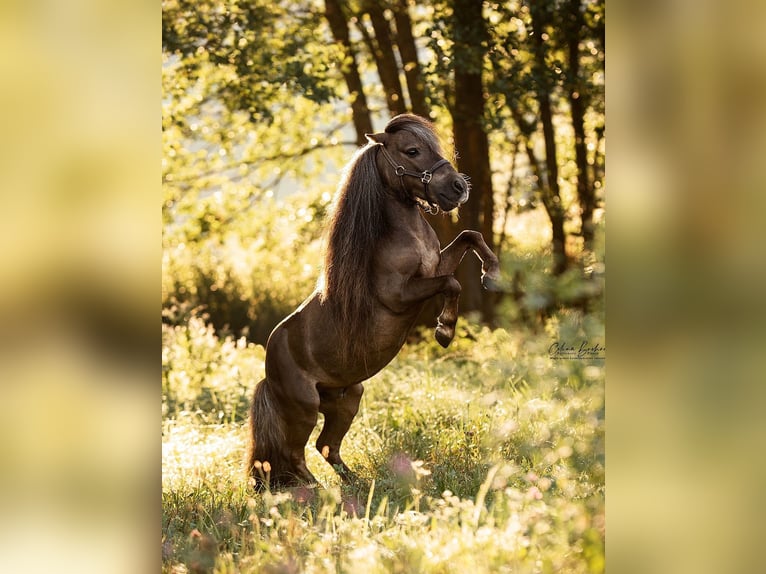 Mini Shetland Pony Hengst 12 Jahre 77 cm Dunkelfuchs in Dietfurt an der Altmühl