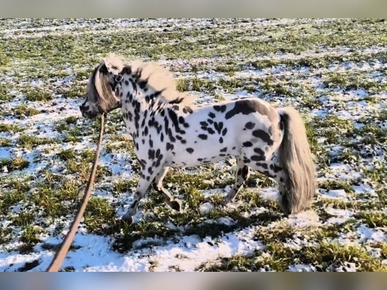 Mini Shetland Pony Hengst 12 Jahre 83 cm Tigerschecke in Schemmerhofen