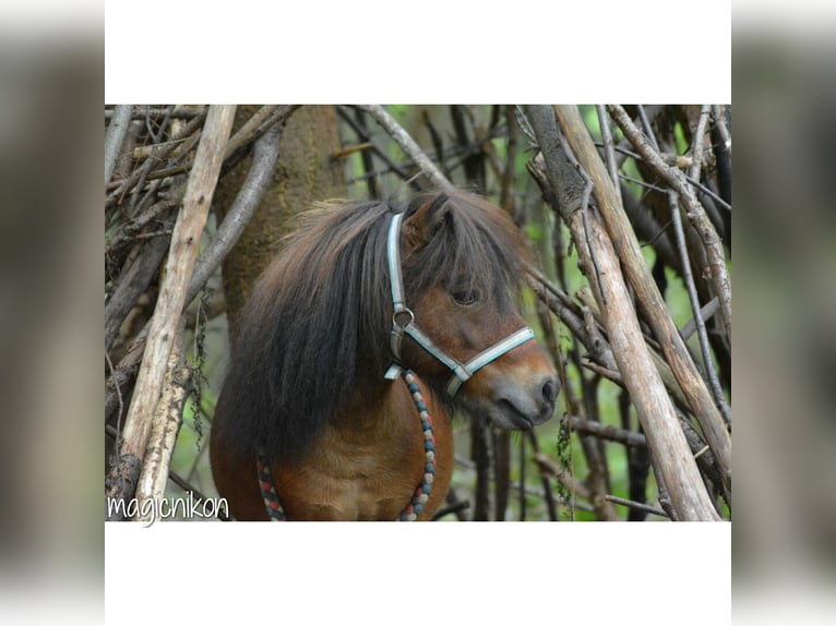 Mini Shetland Pony Hengst 14 Jaar 87 cm Appaloosa in Leverkusen