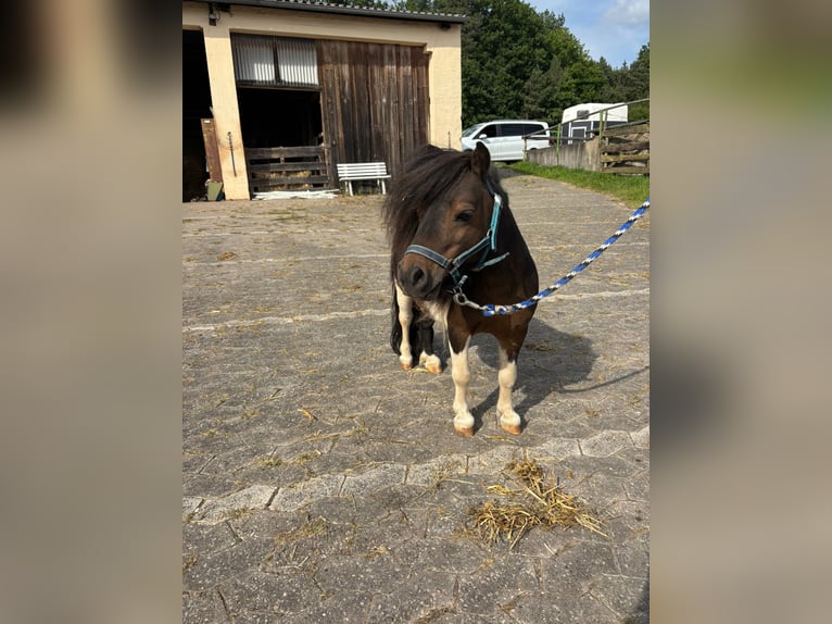 Mini Shetland Pony Hengst 14 Jahre 70 cm Schecke in Mitteleschenbach