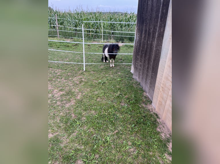 Mini Shetland Pony Hengst 14 Jahre 70 cm Schecke in Mitteleschenbach