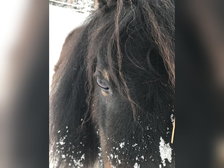 Mini Shetland Pony Hengst 14 Jahre 70 cm Schecke in Mitteleschenbach