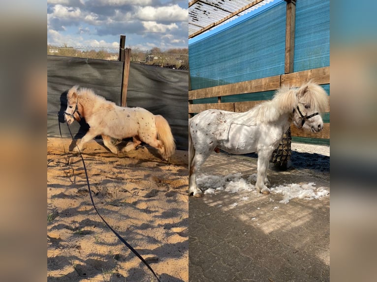 Mini Shetland Pony Hengst 15 Jaar 78 cm Bruin in Leverkusen