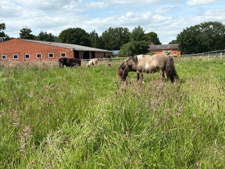 Mini Shetland Pony Hengst 15 Jaar 84 cm Falbe in Gro&#xDF;enkneten