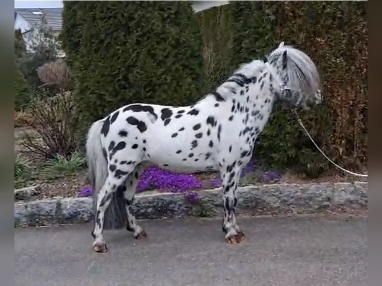 Mini Shetland Pony Hengst 15 Jahre 83 cm Tigerschecke in Schemmerhofen