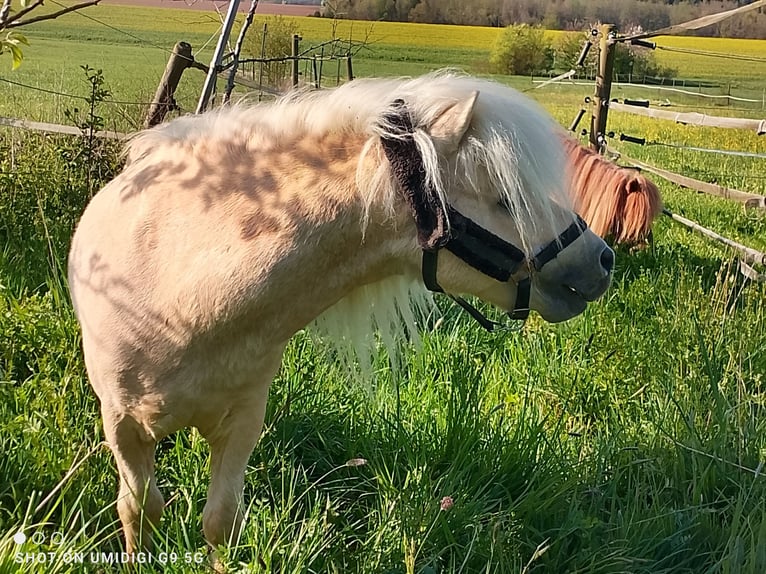 Mini Shetland Pony Hengst 17 Jaar 80 cm Palomino in Unterschneidheim