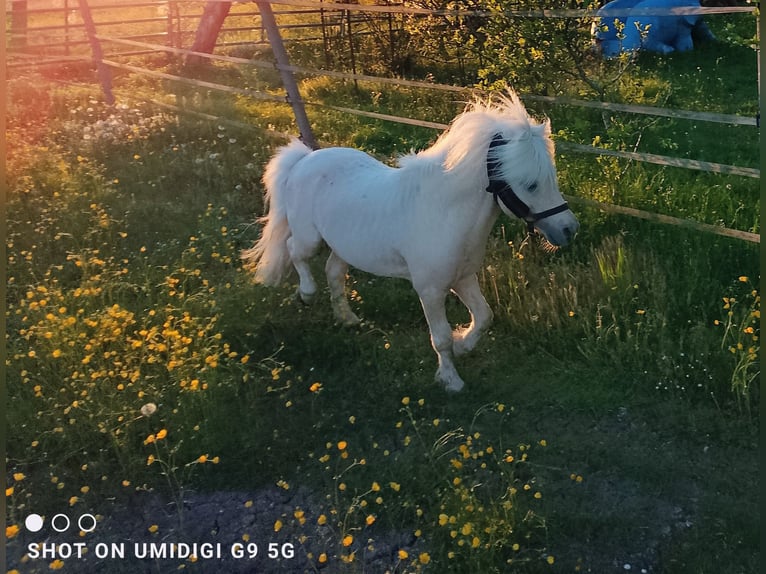 Mini Shetland Pony Hengst 17 Jaar 80 cm Palomino in Unterschneidheim