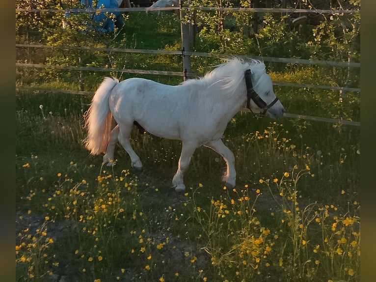 Mini Shetland Pony Hengst 17 Jaar 80 cm Palomino in Unterschneidheim
