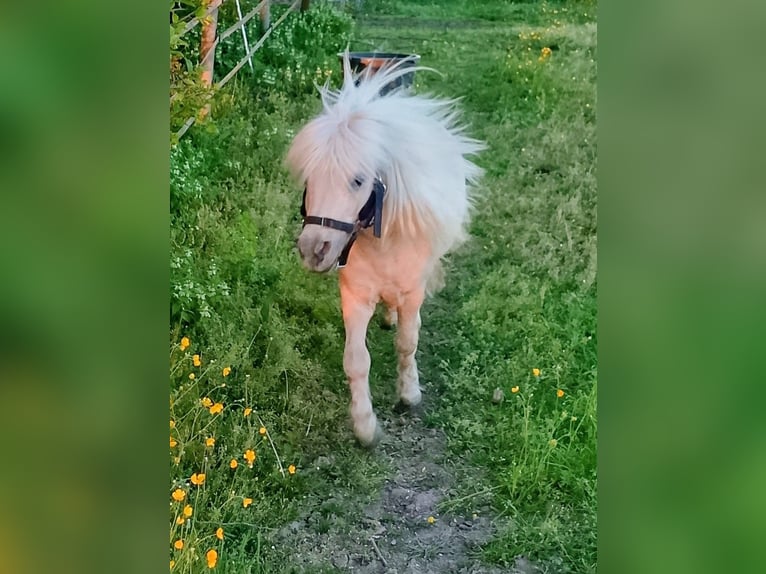 Mini Shetland Pony Hengst 17 Jahre 80 cm Palomino in Unterschneidheim