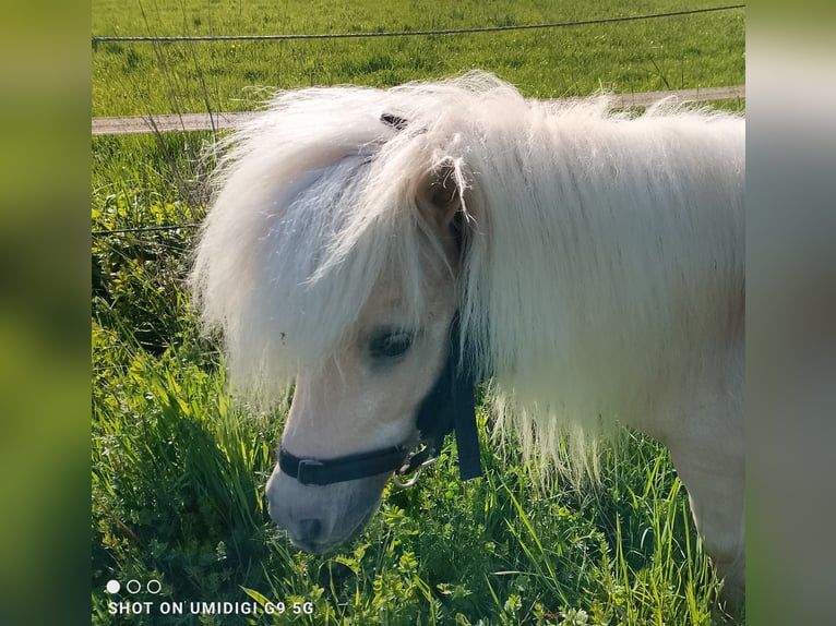 Mini Shetland Pony Hengst 17 Jahre 80 cm Palomino in Unterschneidheim