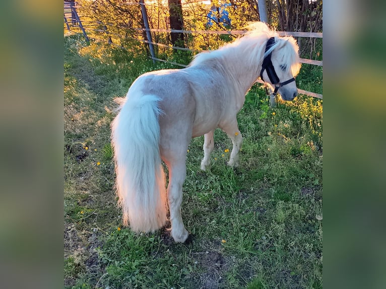 Mini Shetland Pony Hengst 17 Jahre 80 cm Palomino in Unterschneidheim