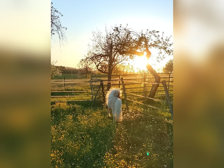 Mini Shetland Pony Hengst 17 Jahre 80 cm Palomino in Unterschneidheim