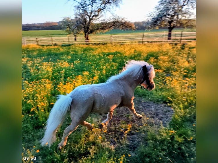 Mini Shetland Pony Hengst 17 Jahre 80 cm Palomino in Unterschneidheim