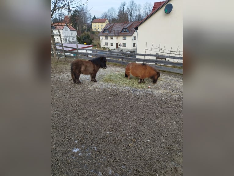 Mini Shetland Pony Hengst 1 Jaar 68 cm Brown Falb schimmel in Berthelsdorf