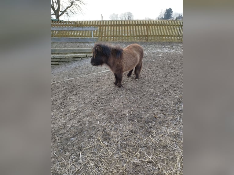 Mini Shetland Pony Hengst 1 Jaar 68 cm Brown Falb schimmel in Berthelsdorf